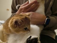 -欣宠猫屋·矮脚拿破仑·蓝金金渐层