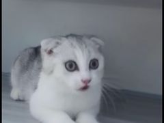 -喵的天空名猫咖啡馆·撸猫·猫舍·用品