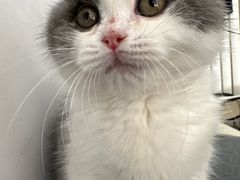 -pd派德宠物中心医院24H急重症·眼科中心·血液透析中心(嵩山北路店)