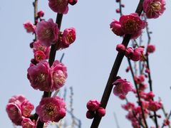 -梅花山(明孝陵内)