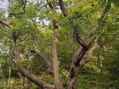 -大岭沟猕猴桃谷风景区