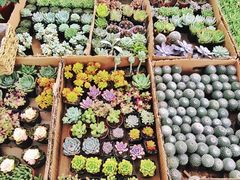 -三圣花乡旅游区