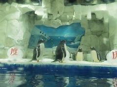 -华夏文旅海洋公园