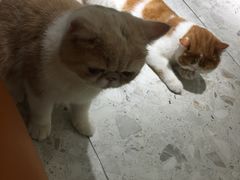 -飞行喵MR PILOT|猫舍·猫咖(静安大融城店)