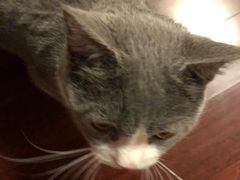 -猫大福·Fortune Cat猫舍(百子湾店)