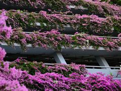 -深圳市中科院仙湖植物园