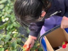 -小鱼草莓采摘园农家乐·小鱼餐厅