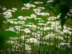 -演武大桥观景平台