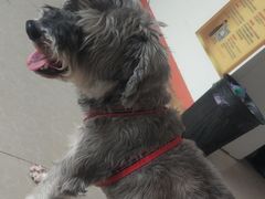 -瑞派福兴宠物医院犬猫全科·骨科·中西医结合(河东店)