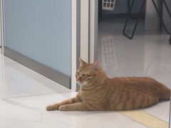 -纳吉亚猫专科动物诊疗中心(蒋宅口分院)