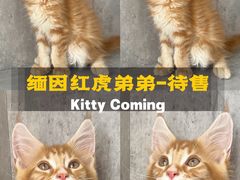 -小猫来了·猫舍(红山六九七九店)