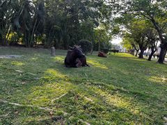 -于春正宗椰奶清补凉炒冰