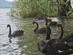 -长兴太湖图影湿地文化园