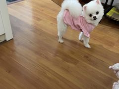 -萌宠之家·腊肠犬·马尔泰·小体犬舍