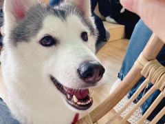 -Husky Go! 哈士奇体验馆·宠物咖啡厅狗咖