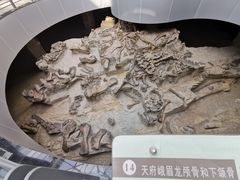 -自贡恐龙博物馆