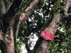-张坝桂圆林公园