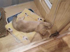 -屋虎猫馆(宝安大仟里店)