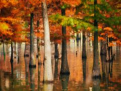 -白鹭湾湿地公园