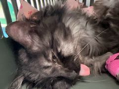 -纳吉亚猫专科动物诊疗中心(蒋宅口分院)