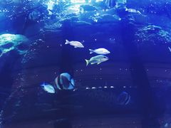 -OPEN開全日自助餐厅·牛肉火锅·海鲜(佛山希尔顿酒店)