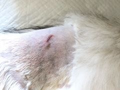 -瑞派长江宠物医院·猫科·外科·24小时夜护(谊城公寓分院)