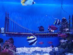 -太平洋海底世界