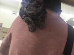 -十年猫舍·猫咪专门店(普陀店)