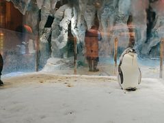 -帝企鹅自助餐厅•儿童岛•真企鹅(长隆企鹅酒店)