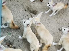 -上海野生动物园
