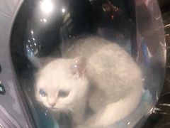 -宠颐生斯嘉宠物医院·急重症·心内科(谷阳北路分院)