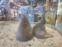 点击看大图 -卡通尼·Safari非洲探索乐园·生日会(金桥国际商业广场店)