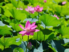 -莲花池公园