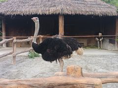 -上海野生动物园