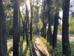 -华侨城湿地公园