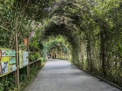 -野象谷景区