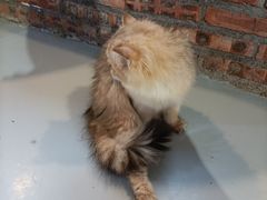 -豆逗聊愈猫阁Easy Life