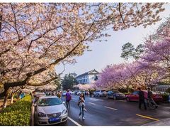 -武汉大学-樱园