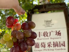 -北京张裕爱斐堡酒庄