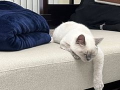 -猫大福·Fortune Cat猫舍(百子湾店)