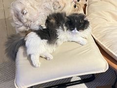 -宠颐生宠物医院·犬猫全科·皮肤科(商业街店)