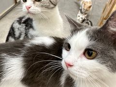 -飞行喵MR PILOT|猫舍·猫咖(静安大融城店)