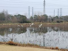 -上海长兴岛郊野公园