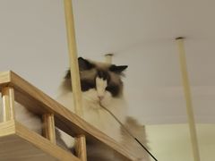 -滚猫咖啡·猫咖·猫友好撸猫(未来城店)