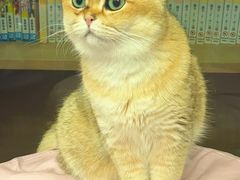 -MOCHA明星猫咖(田子坊店)