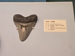 -天津自然博物馆