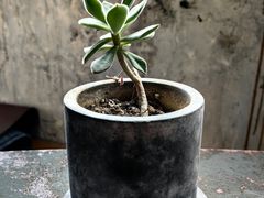 -几荷·恰似故人来(秀水广场店)