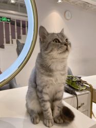 -飞梵造型