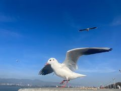 -海埂大坝