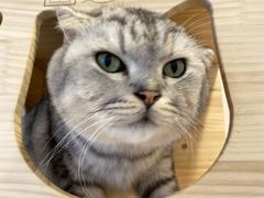-猫咪派对(江南西店)